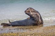 Grijze zeehond - Grey Seal - Halichoerus grypus