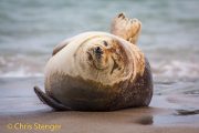 Grijze zeehond - Grey Seal - Halichoerus grypus