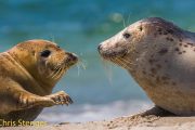 Grijze zeehonden - Grey Seals - Halichoerus grypus