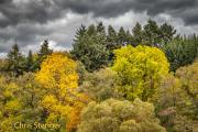 Herfstbos in de Ardennen - Autumn forest in the Ardennes
