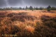 Hautes Fagnes, België - Hautes Fagnes, Belgium