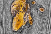 Hout - Wood