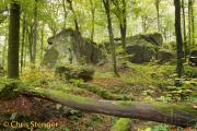 Beukenbos - Beech forest