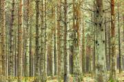 Bos - Forest