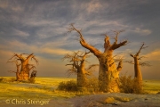 Afrikaanse Baobab - African Baobab - Adansonia digitata