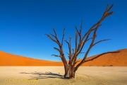 Woestijn - Desert