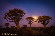 Kokerboom - Quiver Tree - Aloe dichotoma