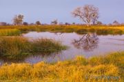 Swamp in Moremi, Botswana