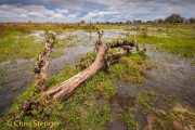 Moeras - Swamp