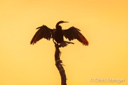 African Darter(Anhinga rufa) African Darter(Anhinga rufa)