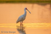 African Spoonbill (Platalea alba) African Spoonbill (Platalea alba)