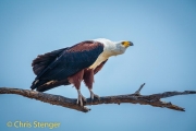 African Fish Eagle (Haliaeetus vocifer)