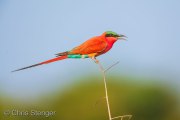 Southern Carmine Bee-eater (Merops rubicoides) Southern Carmine Bee-eater (Merops rubicoides)