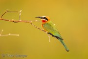 White-fronted Bee-eater (Merops bullockoides)