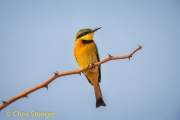 Little Bee-eater (Merops pusillus)