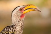 Geelsnaveltok - Yellow-billed Hornbill - Tockus leucomelas