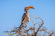 Yellow-billed Hornbill (Tockus leucomelas)
