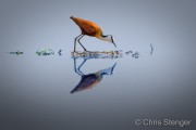 African Jacana (Actophilornis africanus)