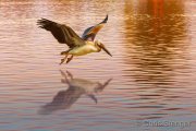 Great White Pelican (Pelecanus onocrotalus) flying