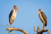 Marabou Stork (Leptoptilus crumeniferus) Marabou Stork (Leptoptilus crumeniferus)