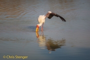 Yellow-billed Stork (Mycteria ibis)