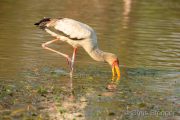 Yellow-billed Stork (Mycteria ibis) foraging in lake