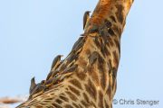 Ox-peckers (Buphagus) on the back of a Giraffe Ox-peckers (Buphagus) on the back of a Giraffe