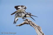 Pied Kingfisher (Ceryle rudis) Pied Kingfisher (Ceryle rudis)