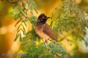 African Red-eyed Bulbul (Pycnonotus nigricans)
