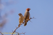 Red-headed Finch (Amadina erythrocephala)