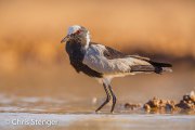 Blacksmith Lapwing (Vanellus armatus)