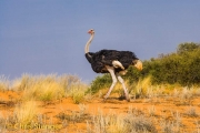 Ostrich (Struthio camelus)