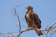 Tawny Eagle (Aquila rapax)