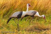 Wattled Crane (Grus carunculata) 