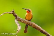 Witkapbijeneter - White-fronted Bee-eater - Merops bullockoides