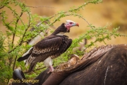 White-headed Vulture (Trigonoceps occipitalis) White-headed Vulture (Trigonoceps occipitalis)