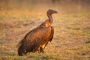 White-backed Vulture (Gyps africanus) White-backed Vulture (Gyps africanus)