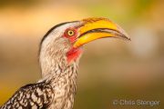 Yellow billed Hornbill (Tockus leucomelas)