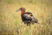 Zuidelijke hoornraaf - Southern Ground Hornbill - Bucorvus leadbeateri