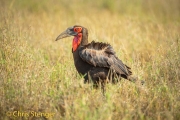 Southern Ground Hornbill (Bucorvus leadbeateri)