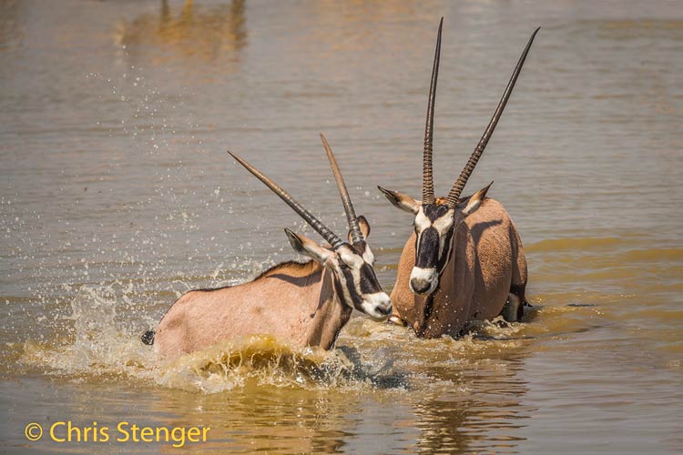Gemsbok - Southern Oryx - Oryx gazella