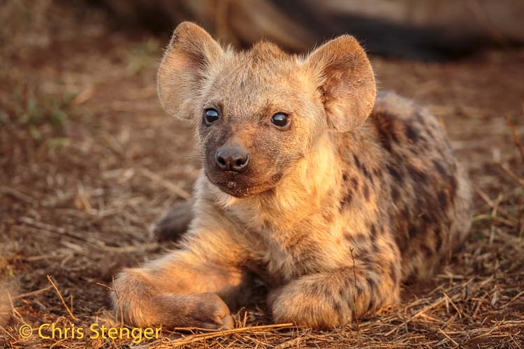 Gevlekte hyena - Spotted hyena - Crocuta crocuta