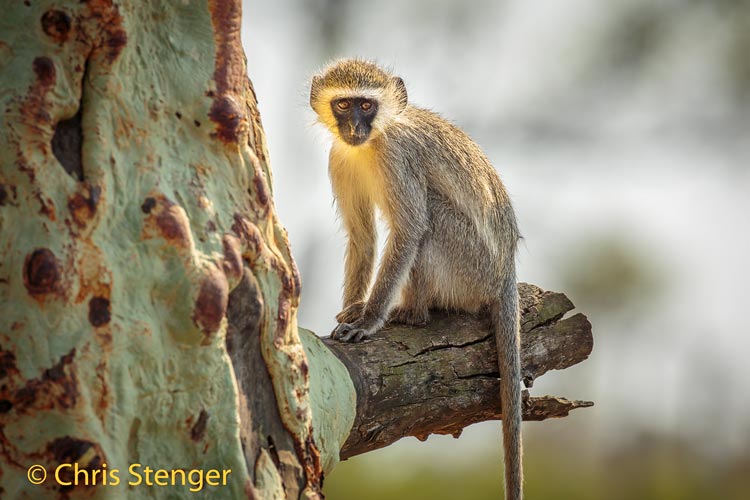 Zuidafrikaanse groene meerkat - Vervet monkey - Cercopithecus aethiops