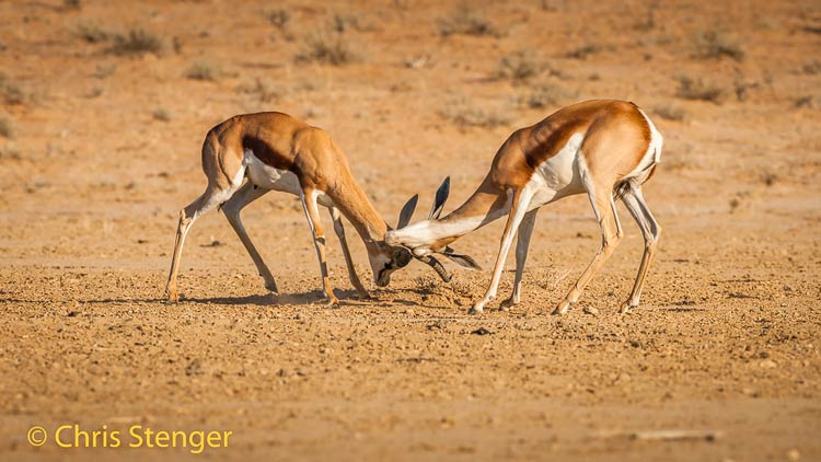 Springbok - Springbok - Antidorcas marsupialis