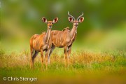 Greater Kudu (Tragelaphus strepsiceros); young couple Greater Kudu (Tragelaphus strepsiceros); young couple