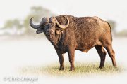 Cape-Buffalo (Syncerus caffer)