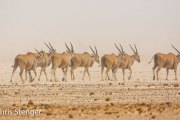 Eland (Taurotragus oryx)