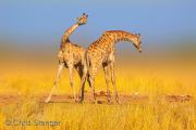 Fighting male Giraffes