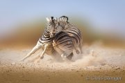 Fighting Zebras Fighting Zebras