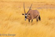 Gemsbok  (Oryx gazella) in tall savanna grass